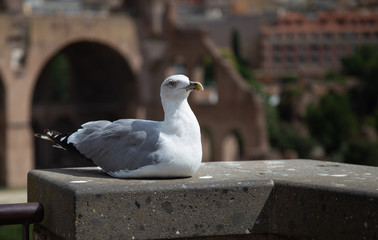 Sea Gull bird sitting looking at the view of the Roman Forum, Ancient Roman ruins in Rome, Rome, Italy, Europe