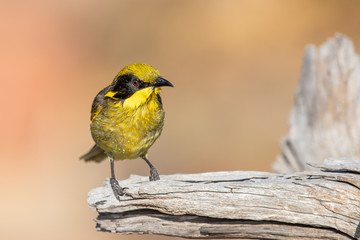 Yellow-tufted Honeyeater in Australia