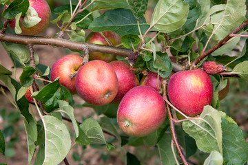 Fresh apple tree in garden, Isparta / Turkey