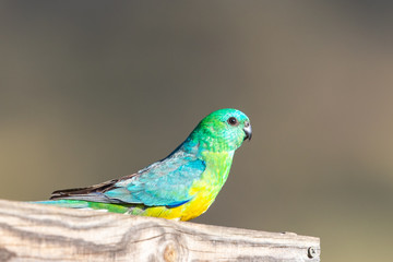Red-rumped Parrot in Australia
