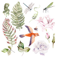 Warercolor set with different leaves and flowers, bird and insects. 