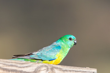 Red-rumped Parrot in Australia