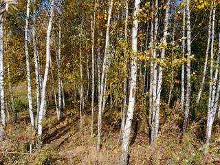 Obraz premium Birch grove with yellow leaves in the fall.