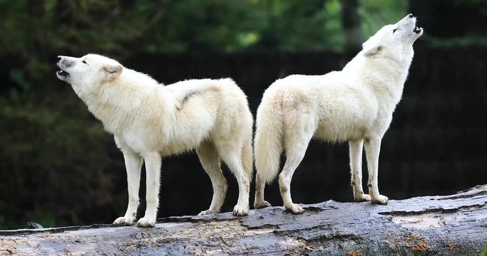 Howling of a Artic wolf in the forest