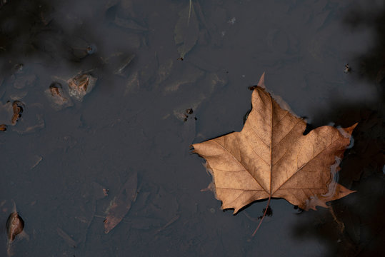 oto&ntilde;o autum hojas monte Ulia agua
