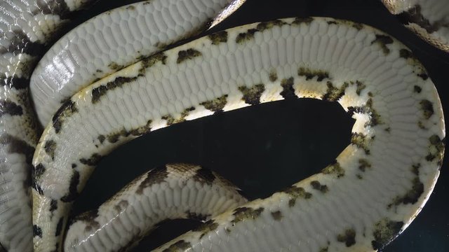 Video of royal ball phytons camera rushed down