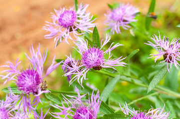 Centaurea scabiosa, greater knapweed flowers in meadow