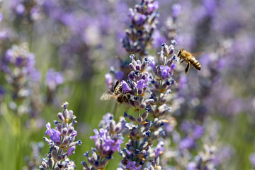 Lavender field, Isparta / Turkey