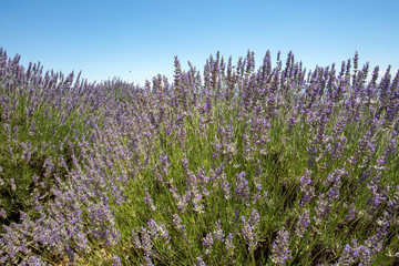 Obraz premium Lavender field, Isparta / Turkey