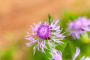 Centaurea scabiosa, greater knapweed flowers in meadow. Close up