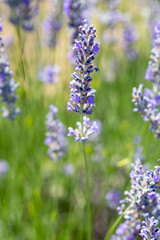 Lavender field, Isparta / Turkey