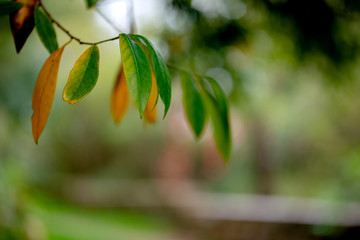 otoño autum hojas monte Ulia ramas