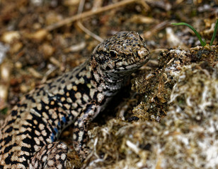 lézard