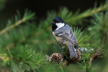 coal tit sitting on the spruce twig. Wildlife scene from nature. Song bird in the natural habitat. Periparus ater.