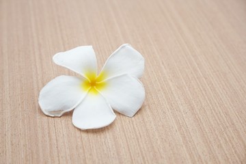 plumeria flower on wooden floor