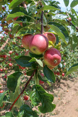 Fresh apple tree in garden, Isparta / Turkey