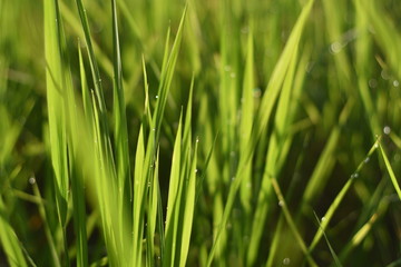 Fototapeta na wymiar Close-up Morning dew on the rice leaves