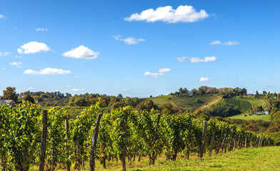 Fototapeta premium Vineyard of the Jurancon wine in the French Pyrenees