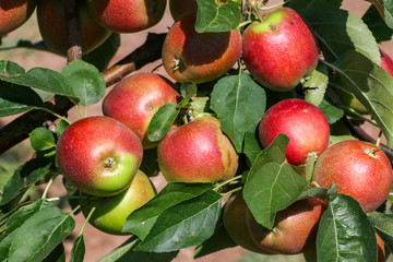 Fresh apple tree in garden, Isparta / Turkey