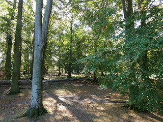 Wisentgehege Springe (Germany)