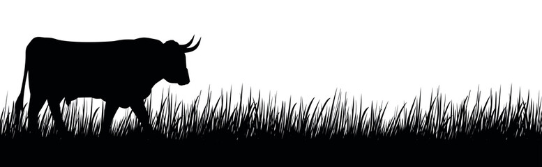 A silhouette of a big cow on a meadow.