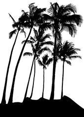 silhouette of palm tree