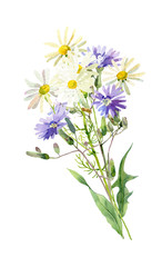 Bouquet of watercolor wild blue flowers and camomile flowers
