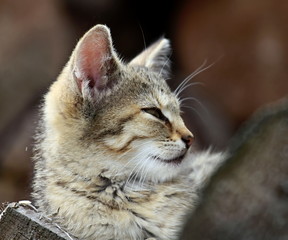 cat looking straight ahead stock photo