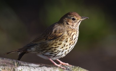 thrush on a branch