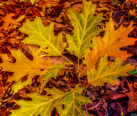 Autumn leaves Fall blurred background.