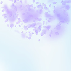 Violet flower petals falling down. Pretty romantic