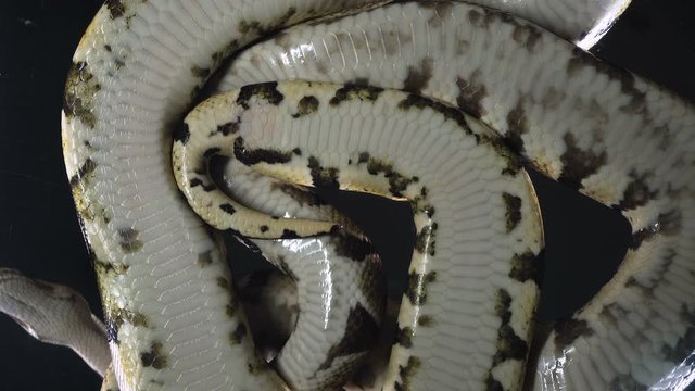 Video of royal ball phytons, rushed down
