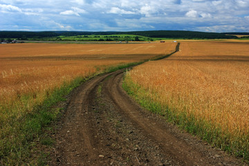 Fototapeta na wymiar The road in the wheat field