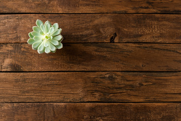 Small green flower on wooden background with copyspace. Top view