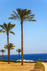 Tropical seashore with palms