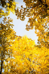 Autumnal tree crowns on sky background, sky view in autumn forest scene
