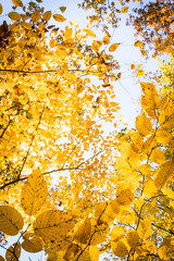 Autumnal tree crowns on sky background, sky view in autumn forest scene