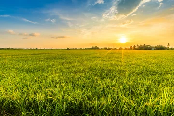 Foto op Plexiglas Prachtige omgeving landschap van groene veld cornfield of maïs in Azië land landbouw oogst met zonsondergang hemelachtergrond. © Thinapob