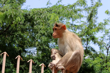 Bonnet Macaque Monkey Sitting on an Iron Fence, Badami