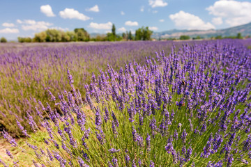 Panoramic view of blooming lavender flowers