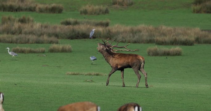 Red deer howling in the meadow during the rut