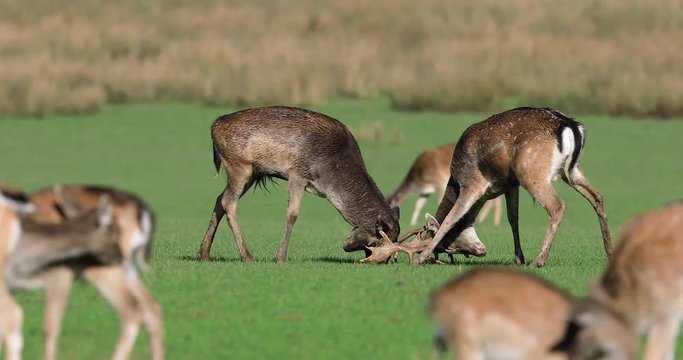 Fallow deer fighting in the meadow during the rut