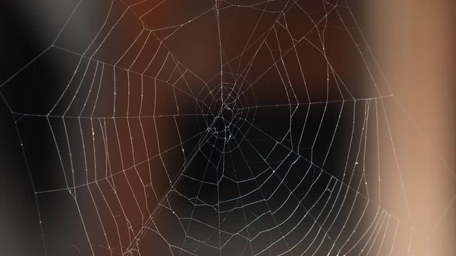 Focus on spider cobweb and blur background, natural design