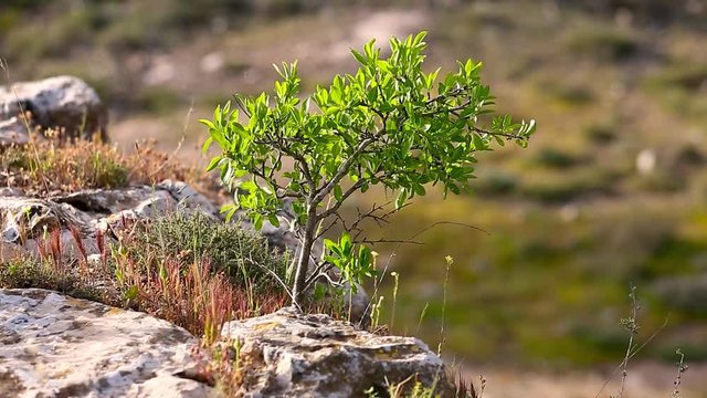 Zooming out from the small green tree growing on a top of cliff