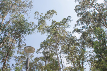 plants in the Main Garden. photo up to the tree top shot from below. Beautiful branch and blue sky