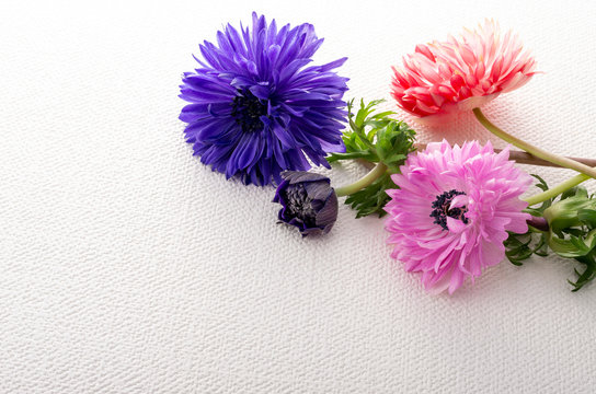 アネモネ Images Browse 5 6 Stock Photos Vectors And Video Adobe Stock