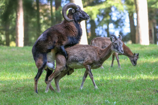 Muffelwild