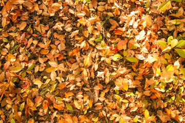 Beautiful foliage carpet