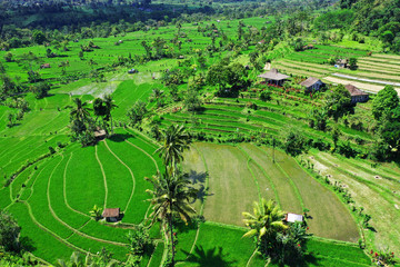 Rrice terraces in Bali