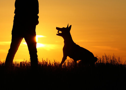 Dog jumping up on sunset background, Belgian Shepherd Malinois, dog and man silhouette, incredible sunset, Malinois playing with a man, man silhouette